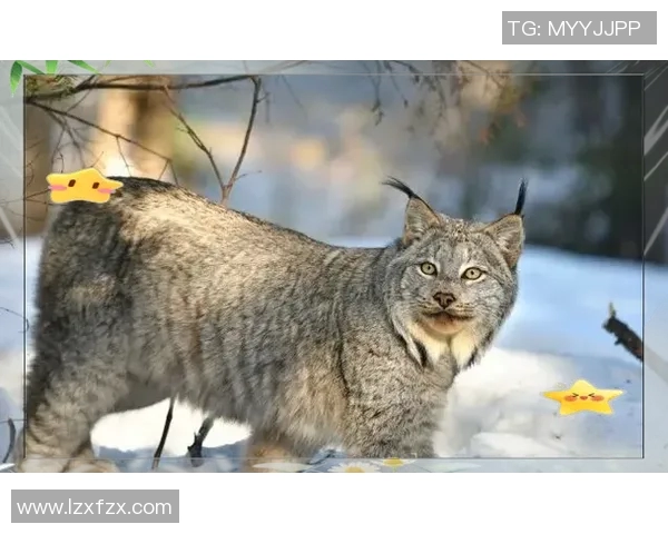 摩顿与罗斯郡激战正酣谁能在这场对决中笑到最后